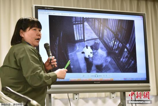 　　当地时间2017年6月12日，东京上野动物园的雌性大熊猫“真真”产下一只幼崽。上野动物园大熊猫产子是5年来第一次，上次得追溯到2012年。