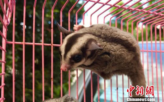 图为外来野生动物蜜袋鼯。　常宗波 摄