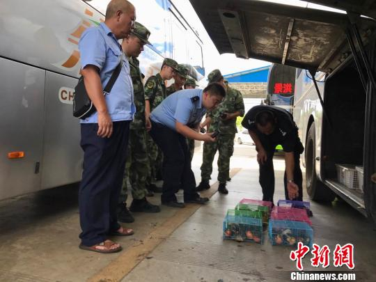 图为警方查获蜜袋鼯8笼，约140只。　常宗波 摄