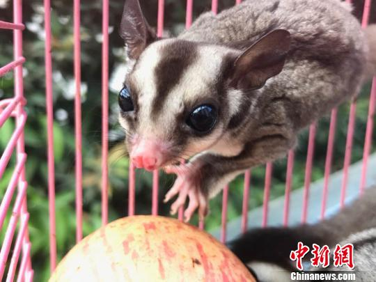 图为外来野生动物蜜袋鼯。　常宗波　摄