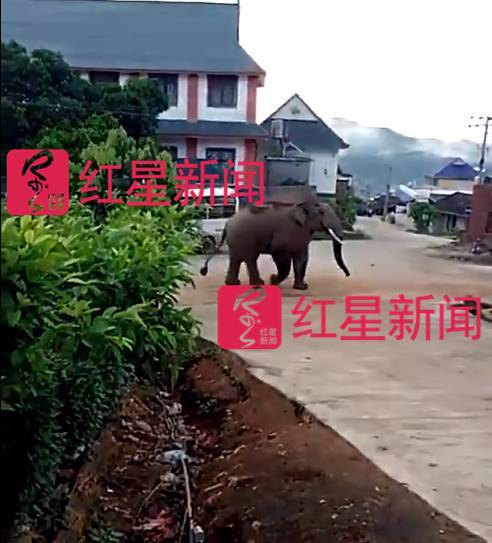出现在当地街道上的野象