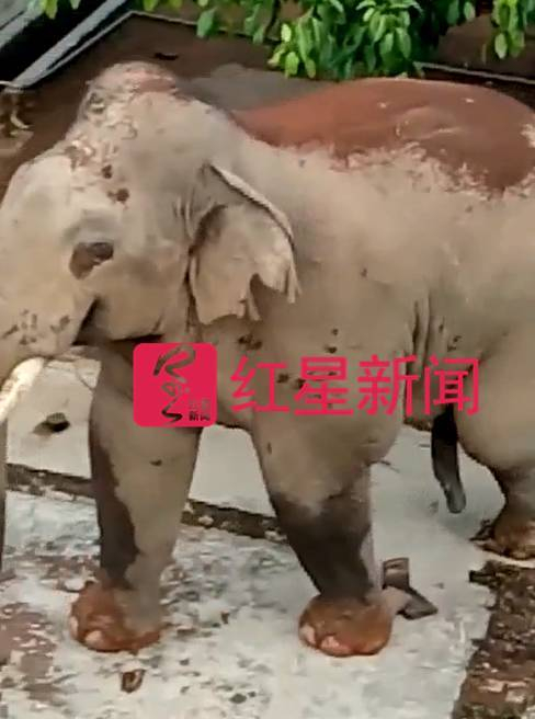 闯入当地的野象