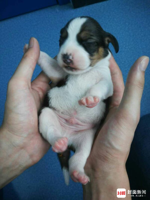  “龙龙”（“苹果”的体细胞克隆后代）9天照