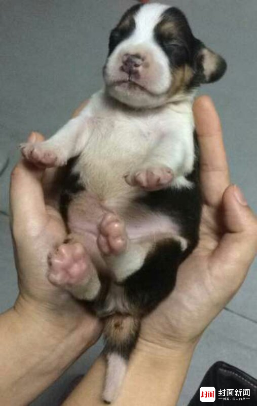  “苹果”9天照&nbsp;