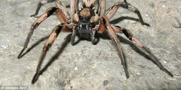 新型狼蛛以《哈利波特》角色"阿拉戈克"命名