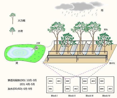 华南植物园揭示降雨季节变化对树木生理的影响_手机新浪网