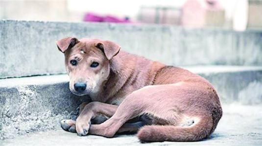 夏季是猫狗伤人多发季节，市民要多加提防。　/网络截图