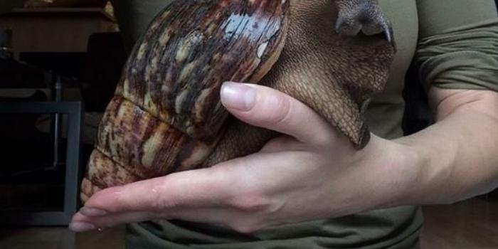 网友晒非洲巨型蜗牛:跟兔子一般大