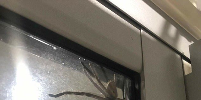 澳洲巨型蜘蛛闯入当地民居 身体比餐盘还大