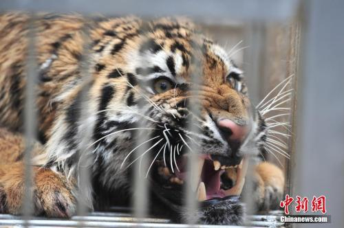  资料图。中新社记者 刘冉阳 摄