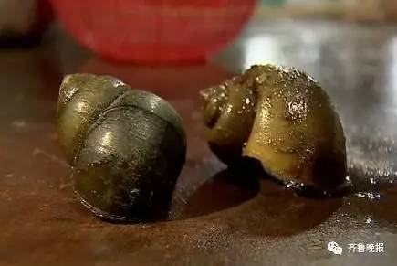  左边是田螺，右边是福寿螺