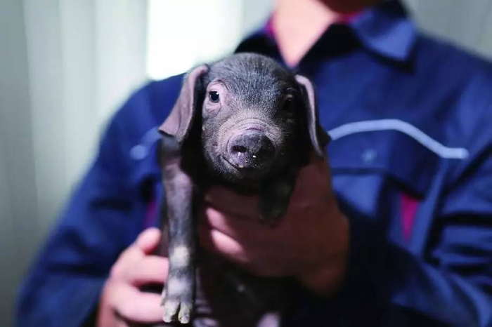 　在2016年年底曾拍卖出高价的“味央猪”