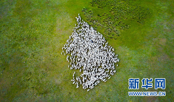 　　2011年起，国家在内蒙古等省区实施草原生态保护补助奖励政策。内蒙古自治区作为全国畜牧业大区，从2011年到2016年累计投入中央及地方各级配套草原补奖资金300亿元。政策实施以来，草原生态环境显著改善，恶化趋势得到整体遏制，草原自我更新修复能力得以明显提升，生物多样性日益丰富。2016年以来，随着新一轮草原生态保护补助奖励政策的实施，内蒙古各地草原生态进一步好转。 新华社 图