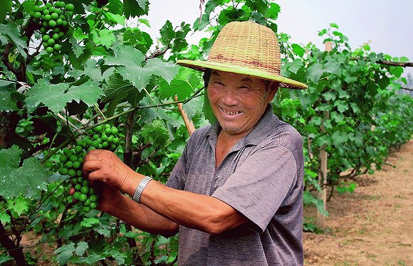 种植葡萄的农民