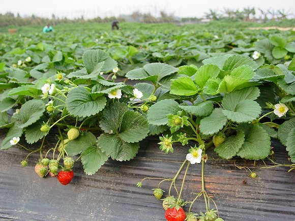 草莓种植基地