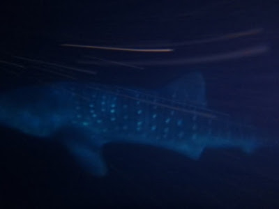 （上图：夜晚拍到的吉布提鲸鲨，下图，为了研究鲸鲨习性，科学家会给鲸鲨戴上信号浮标）