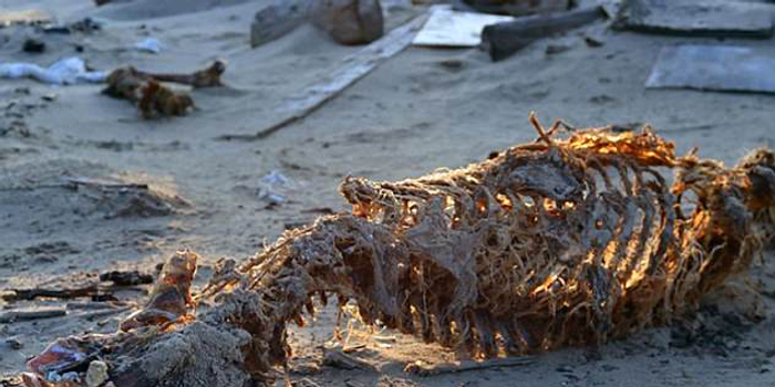 俄海岛惊现6具无头北极熊尸骨 疑遭偷猎者枪杀