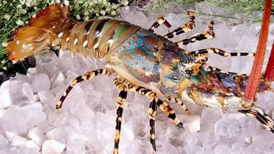  锦绣龙虾卸妆证件照。