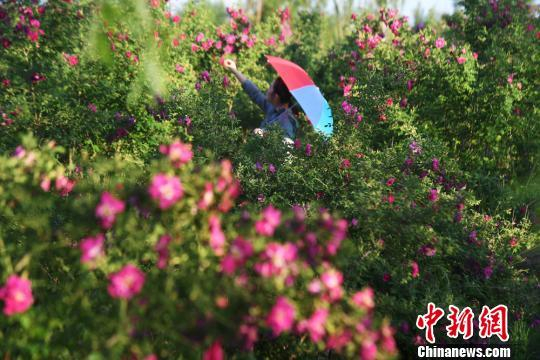 兰州新区盛开的玫瑰吸引游人驻足。（资料图） 杨艳敏 　摄