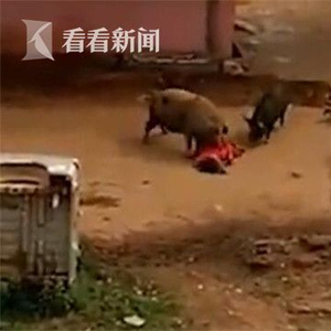 视频｜猪咬人！60岁老妇遭两头猪围攻被拱翻在地疯狂啃咬_手机新浪网