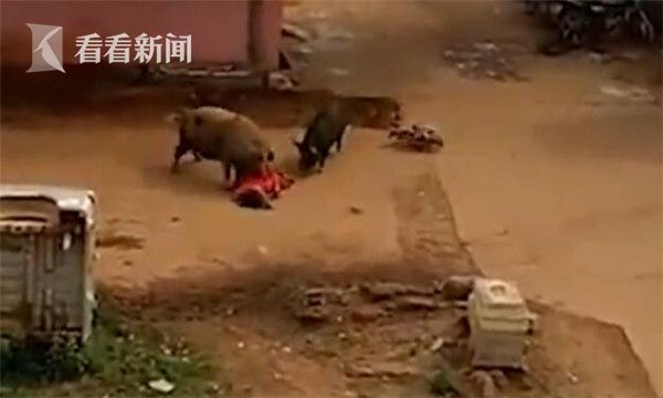 视频｜猪咬人！60岁老妇遭两头猪围攻被拱翻在地疯狂啃咬_手机新浪网