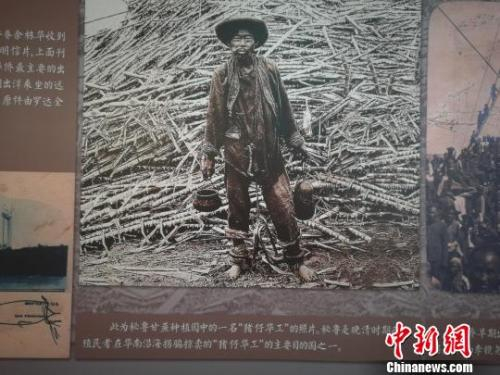 　　图为100多年前秘鲁甘蔗种植园中的一名华工的照片。图片翻拍自广东台山海口埠银信博物馆。　资料图 摄