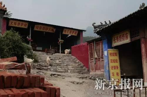 　　▲2017年8月10日，河北省易县后山奶奶庙里，当地村民的山羊在庙舍间随意进出。新京报记者 朱骏 摄