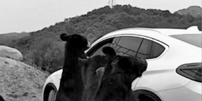 八达岭动物世界黑熊伤人 网友视频与园方公布