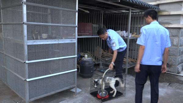 景谷县森林公安局将该杂交狐狸暂时收容。截屏图