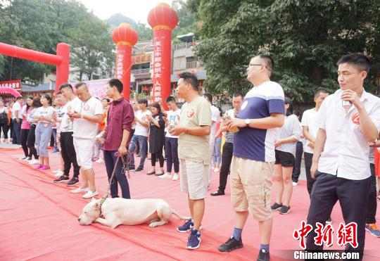 图为脱单活动现场，一只真正的单身狗——柴犬入场。　贾亲亲　摄