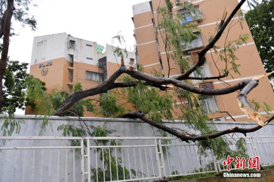 资料图：8月27日，2017年第14号台风“帕卡”给深圳带来狂风暴雨。中新社记者 陈文 摄