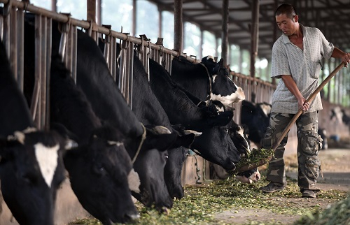 资料图：牛场工人在给奶牛喂食粉碎的玉米秸秆。新华社记者李晓果摄