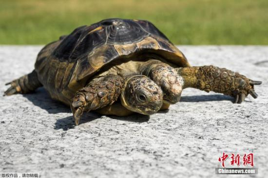 　　当地时间2017年9月3日，瑞士日内瓦，以古罗马两面神“杰纳斯”命名的双头乌龟当日迎来了它的20岁生日。
