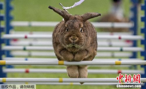 　　图1 9月3日，“兔子障碍赛”在德国Weissenbrunn vorm Wald举行，图为一只名叫Schoko的兔子在赛前热身。