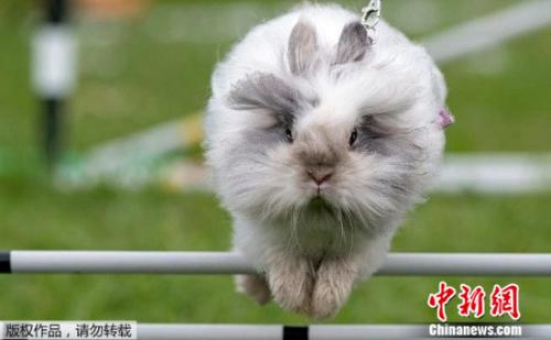 图2 在障碍赛中，兔子们越过障碍，身姿矫健、萌态十足。
