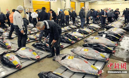 　　资料图：1月5日，专营水产品和果蔬等生鲜食品的日本主要批发水产市场迎来了新年首个交易日。一条北海道户井产黑金枪鱼拍出3249万日元约合人民币261万元高价。据悉，这是1999年统计开始以来的最高价。图为顾客正在挑选自己中意的金枪鱼。