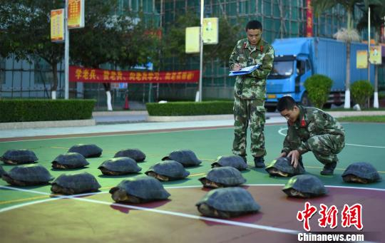 图为官兵在对巨龟进行登记检查。　李昱颖 摄