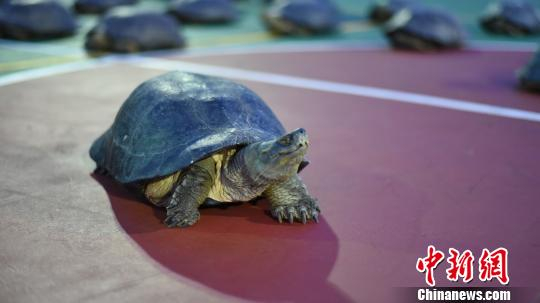 图为查获的巨龟。　李昱颖　摄