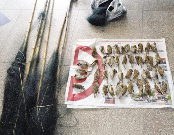 男子捕捉的44只麻雀和捕鸟工具。南湖日报 图