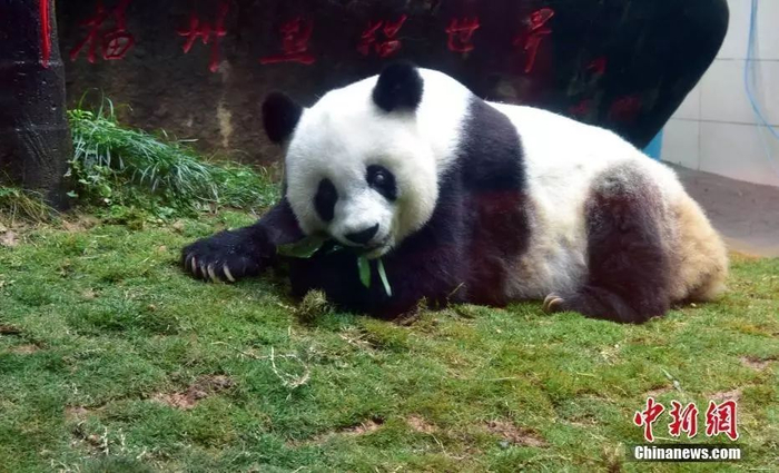 图为37岁的熊猫巴斯。 张丽君 摄