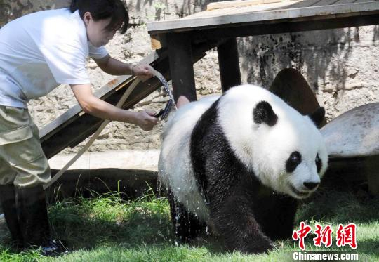 　　2011年8月19日，北京亚运会吉祥物“盼盼”的原型――大熊猫明星“巴斯”在海峡（福州）熊猫世界冲凉躲避高温。　刘可耕 摄