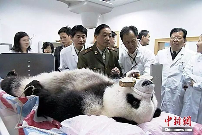 图为2010年4月23日晚，福州大熊猫研究中心将“巴斯”送往南京军区福州总院进行心电图、胸透、血样、眼压及脑部CT检查。中新社发 杨婀娜 摄