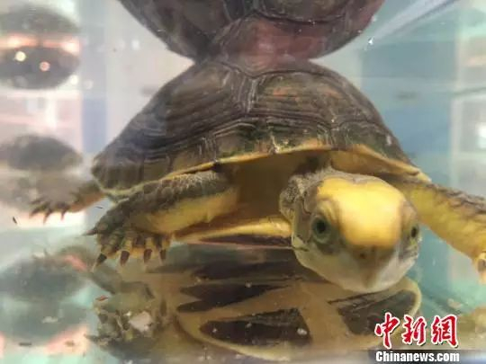 9月17日，在第十二届上海国际休闲水族展上，众多憨态可掬、体貌花纹各异的龟成为玩家心中的“至宝”。图中金头闭壳龟“身价”达百万元。　徐明睿　摄