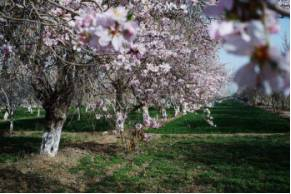 ▲喀什的巴旦木花（图片来自网络）