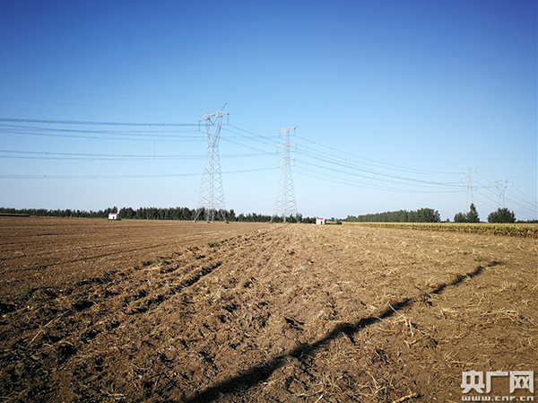 解放村北部“疑似问题大葱”的种植地