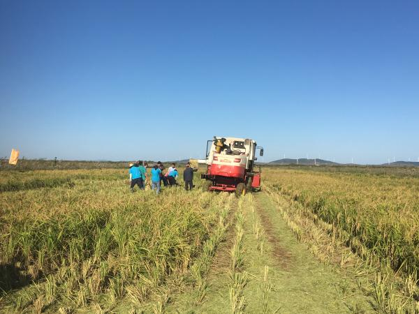 青海水稻研究发展中心工作人员收割海水稻。 澎湃新闻记者 刘霁 图