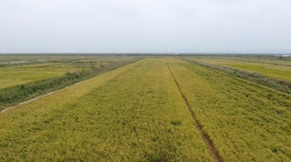 海水稻目前只是小面积试种。 澎湃新闻记者 郑朝渊 图