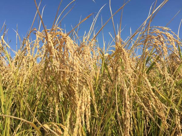 6‰盐度的耐盐碱水稻的小面积测产最高产量：620.95公斤。 澎湃新闻记者 郑朝渊 图