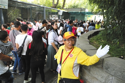 昨日，北京动物园熊猫馆入口大量游客排队参观，文明引导员指引游客参观路线。