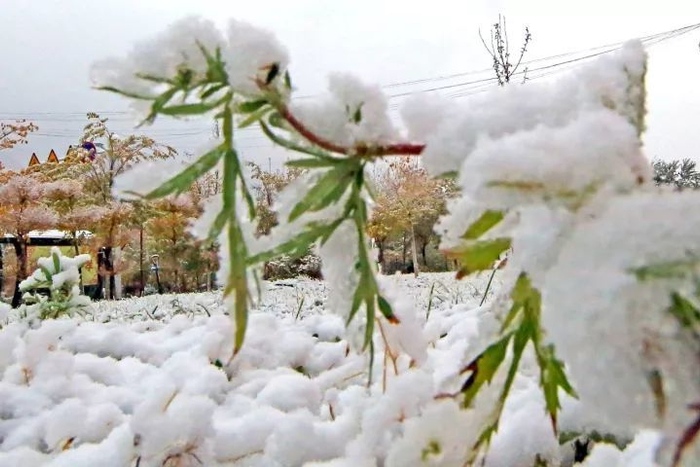 10月1日，新疆哈密，伊吾县街头的雪景